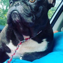 French Bulldogs from NorthGate Bullies & Frenchie