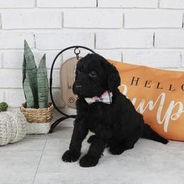 Slinky - Black male Labradoodle puppy in Bryantown, Maryland from Doodles on Duty