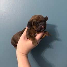 Hermoine - Mahogany and white female Basset Hound puppy in Leroy, Michigan from Iron Sentry Farms