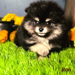 Ron - Black and tan male Pomeranian puppy in Statesboro, Georgia from Briar Creek Kennels
