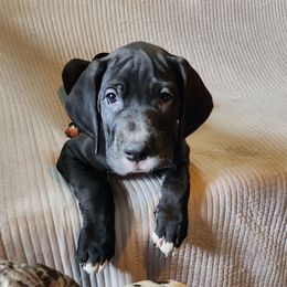 Black male 1 - Black male Great Dane puppy in Gig Harbor, Washington from Lakaya Danes