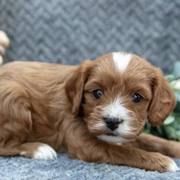 Charming - Red male Cavapoo puppy in Cedar City, Nevada from Puppy Maker