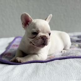 Sir Benedict - White male French Bulldog puppy in Conroe, Texas from Haynes French Bulldogs