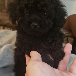 Goldendoodles from Gigi & Papa's Goldendoodles