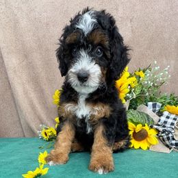 Brooklyn - female Australian Mountain Doodle puppy in Seymour, Missouri from D and D’s Dandy Doodles