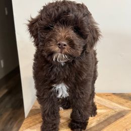 Brownie - Brown male Bernedoodle puppy in Horseshoe Bend, Idaho from Over the Moon Poodles and Doodles