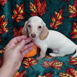 BEAU - Chocolate and cream male Dachshund puppy in Swink, Oklahoma from Palali Farm