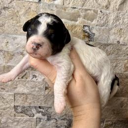 Canary - Black and white female Bernedoodle puppy in Midland, Michigan from Northern Charm Farm