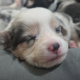Cardigan Welsh Corgis and Pembroke Welsh Corgis from Triple B Corgis