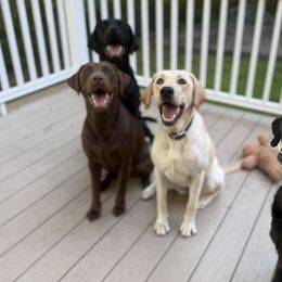 Labrador Retrievers from Meadow Pond Retrievers