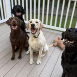 Labrador Retrievers from Meadow Pond Retrievers