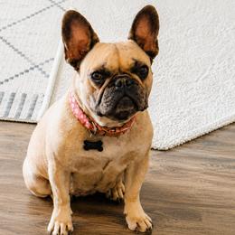 Bluey - French Bulldog