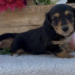 Macie - Black and tan female Dachshund puppy in Desloge, Missouri from Snows Doxies
