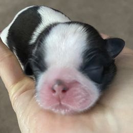 Shih Tzu Puppies from Willow Lane Shih Tzus