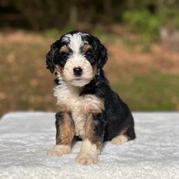 Jasmine - Tri-color female Bernedoodle puppy in Sugarcreek, Ohio from Cuddly Companion Doodles