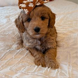 Harley - Apricot female Goldendoodle puppy in Sallisaw, Oklahoma from Huddle Puppies