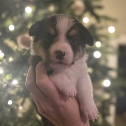 Boy 1 - Sable male Pembroke Welsh Corgi puppy in Sacramento, California from 777 Corgis