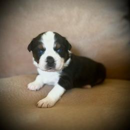 Girl 1: Black Tri, full tail - Black tri-color female Australian Shepherd puppy in St. Paul, Oregon from Raybell Ridge Farm