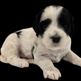 Boris - Parti male Double Doodle puppy in Lynden, Washington from Cloud Nine Doodles