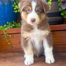 Cutter - Red tri-color male Australian Shepherd puppy in Boise, Idaho from Black Canyon Corral Aussies