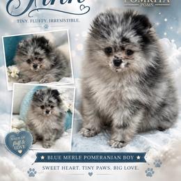 Finn - Blue merle male Pomeranian puppy in North Port, Florida from POMRITA POM’S