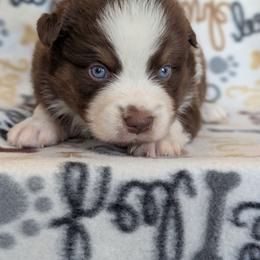 BraveHeart - Red tri-color male Australian Shepherd puppy in Squaw Valley, California from A&M Australian Shepherds