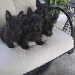 Scottish Terrier Puppies from Midwest Scotties