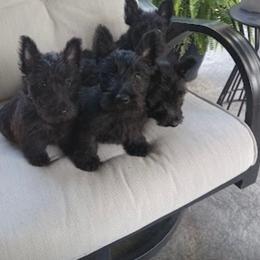 Scottish Terrier Puppies from Midwest Scotties