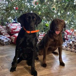 Labrador Retrievers from Mossy Rock Retievers