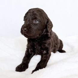 Yosemite - Chocolate male Labradoodle puppy in Lubbock, Texas from Lucky Labradoodles