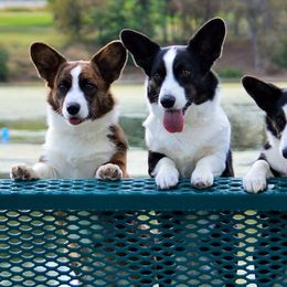 Cardigan Welsh Corgis from Allegro Cardigans