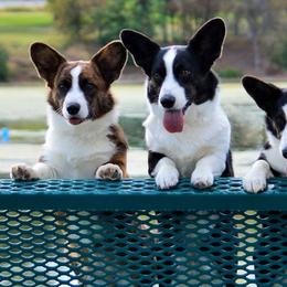 Cardigan Welsh Corgis from Allegro Cardigans