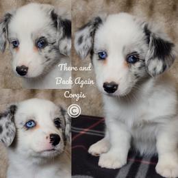 Opal - Blue merle and white female Cardigan Welsh Corgi puppy in Winston, Oregon from There and Back Again Corgis