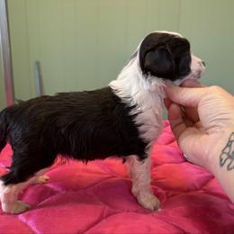 TopBrass' Red E Or Not 'Noelle' - Black and white female Chinese Crested puppy in Auburn, Kansas from TopBrass Kennels