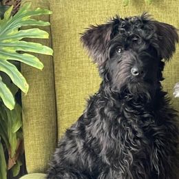 Dilly - Miniature Schnauzer