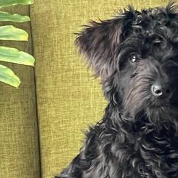 Dilly - Miniature Schnauzer