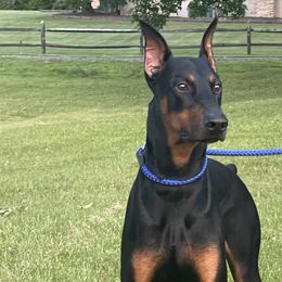 Doberman Pinschers from T.W. Dobermans of New Jersey