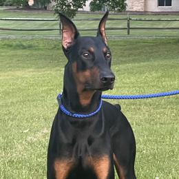 Doberman Pinschers from T.W. Dobermans of New Jersey