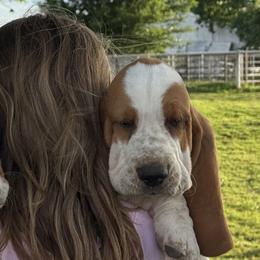 Basset Hounds from Lazy Daisy Basset Hounds