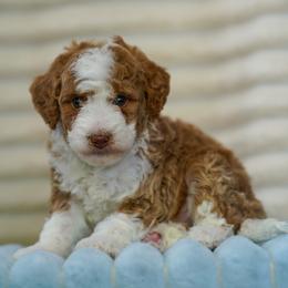 Emmitt - Yellow and white male Bernedoodle puppy in Dundee, Ohio from Down Home Doodle