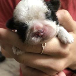 Shih Tzu Puppies from Willow Lane Shih Tzus