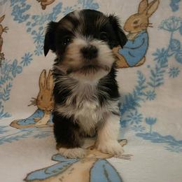 Boy 1 - Black and tan male Havanese puppy in Deer Park, Washington from Mt. Top Havanese