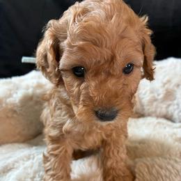 Winter - Red and white female Cockapoo puppy in Adrian, Oregon from ApplebyFarm
