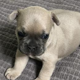 Warren - Blue male French Bulldog puppy in Peru, Indiana from Angie's Little Bostons And Frenchies
