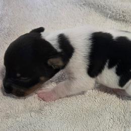 Girl 11 - Black white and tan female Rat Terrier puppy in Traverse, Michigan from Far North Rat Terriers