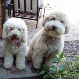 Australian Labradoodles from Golden Gate Australian Labradoodles