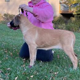 Mastiff Puppies from Lisa Armstrong