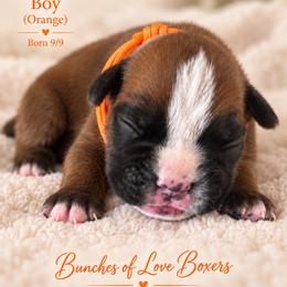 Orange - Apollo - Fawn male Boxer puppy in Wittmann, Arizona from Bunches of Love Boxers
