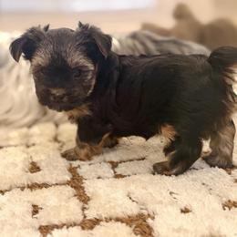 Pippa - Black and tan female Yorkshire Terrier puppy in Blackfoot, Idaho from Top Knot Yorkies of Idaho