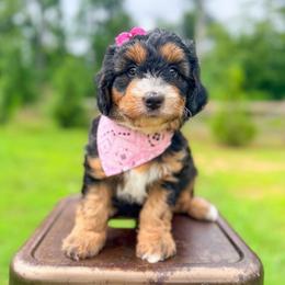 Patsy Cline - Black tri-color female Aussiedoodle puppy in Chattanooga, Tennessee from Remedy Ranch Aussiedoodles